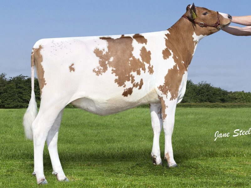 6 - 12 Month Runner Up - Priestland R Gibbs Sea Lily - John McLean