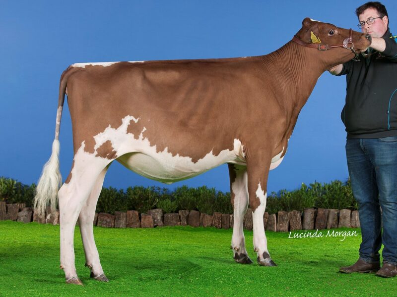 Reserve, Beechmount Marie Girl 23 (Marbrae Bigtime) - owned by R & C McConnell