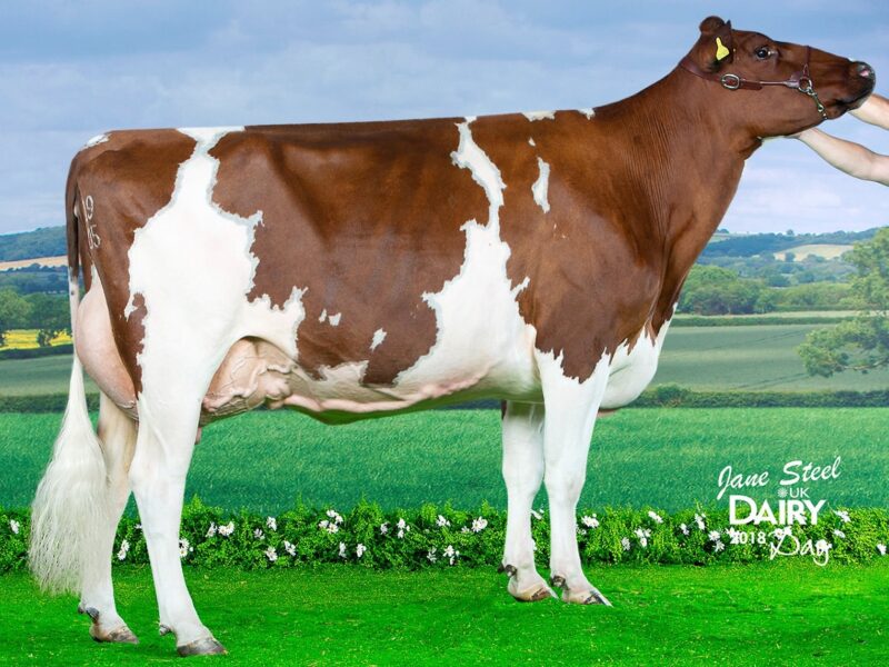 Winner - Beeline Texas Swan