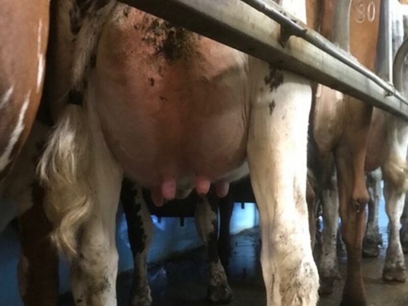 Daughter of Rosehill Manderville