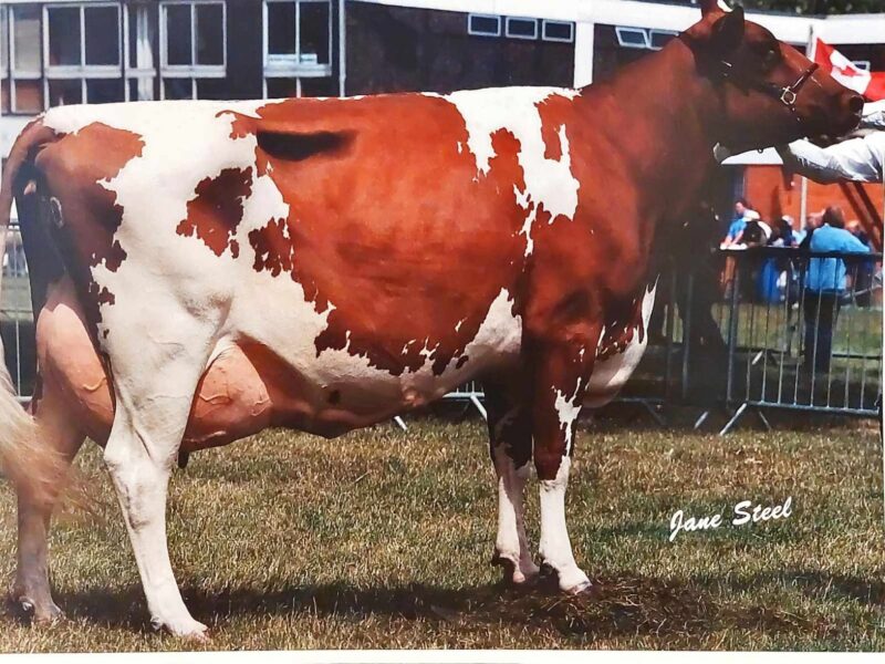 4.d. Haresfoot Bella 6 EX95 5E LP80 9 Star Brood Cow