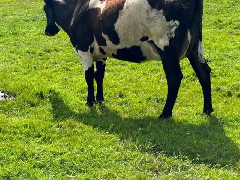 Sired by Biddesden Hector