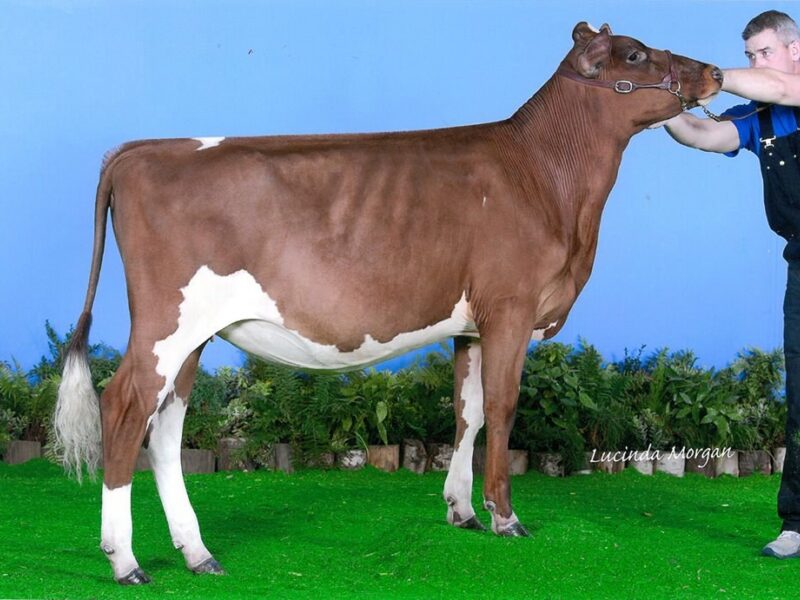 Daughter of Troutbeck Skyfall - Bigginvale Judy