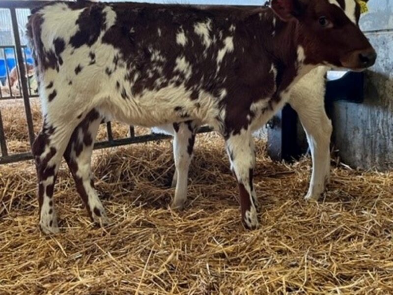 12 week old daughter of Beechmount Magic Mike.