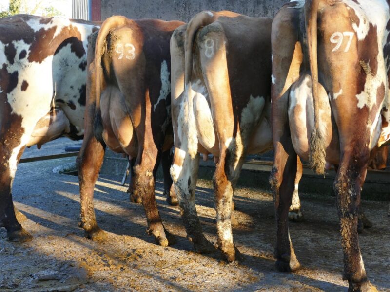 The four cows photographed are lot 36, lot 60, lot 14 & lot 6