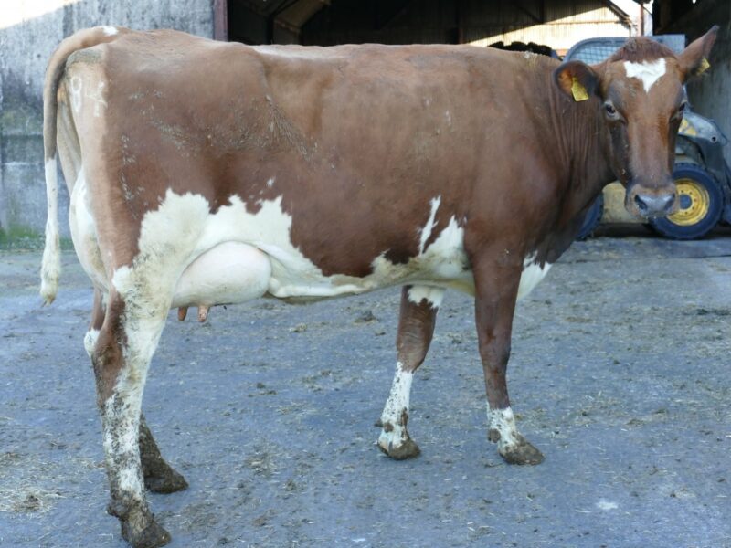 lot 14 Brackley Zara 98