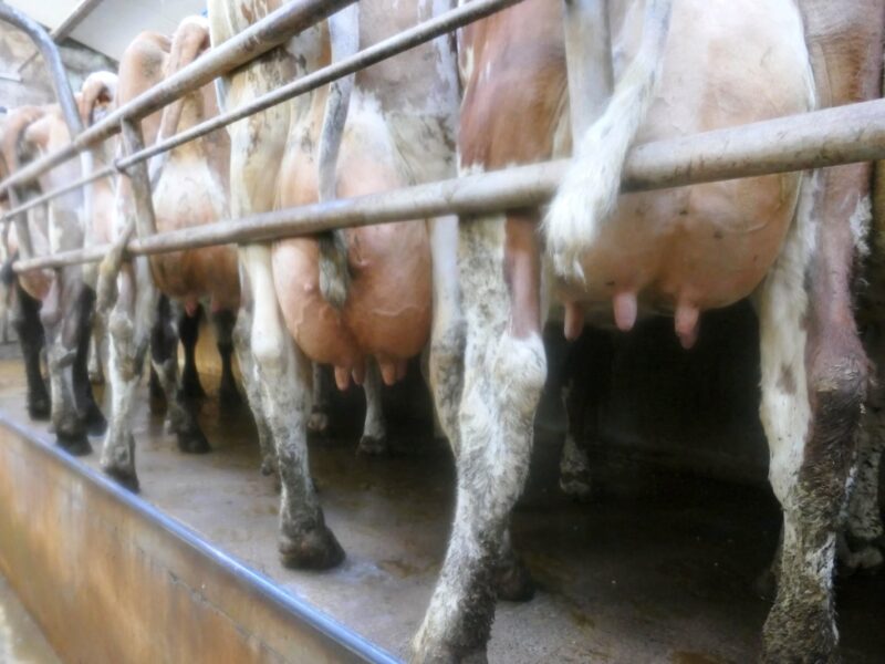Brackley cows in the parlour
