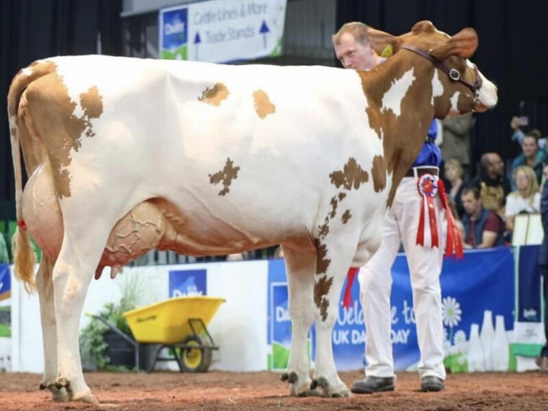 Brieryside Magic Patsy - sired by Brieryside Magic