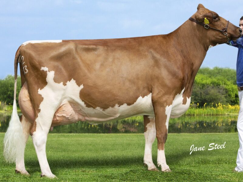 3 yrs winner - Brieryside Respect Swan 2