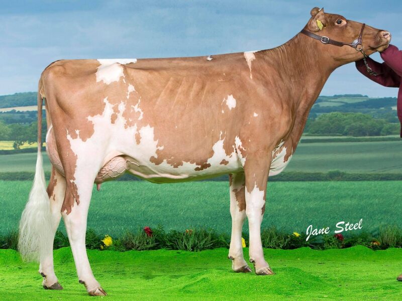 Runner up - Brocklehill Armani Honey