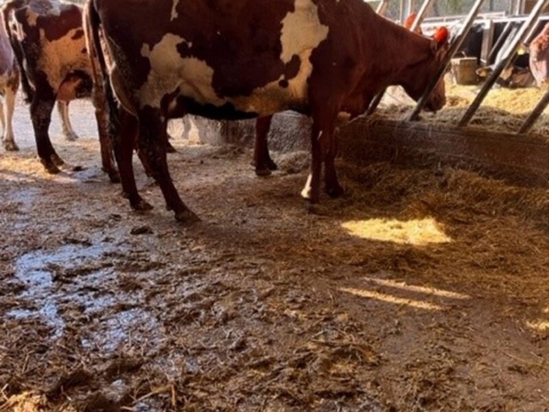 A second calved Cuthill Towers Buster.