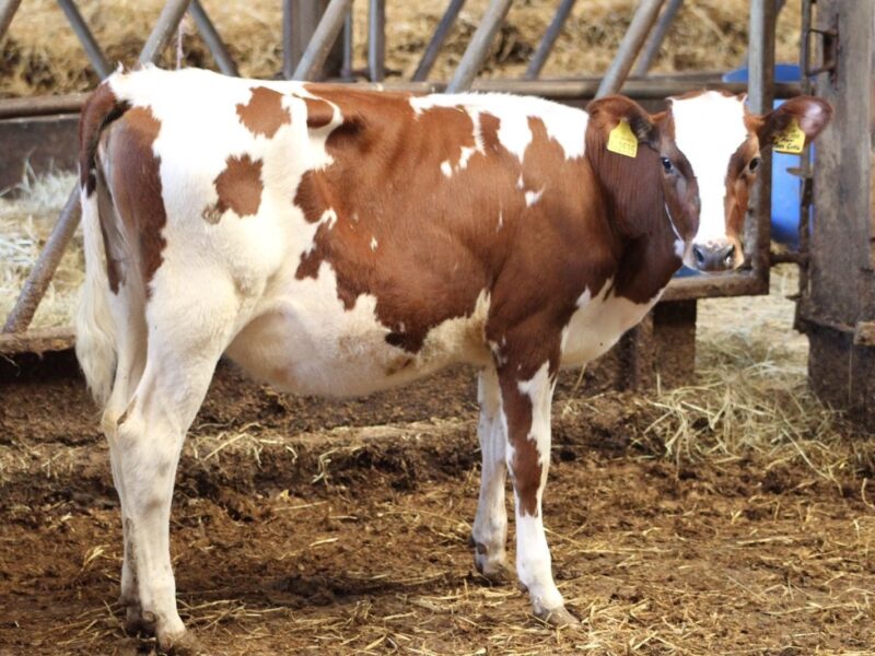 A Whitecroft Panell Daughter