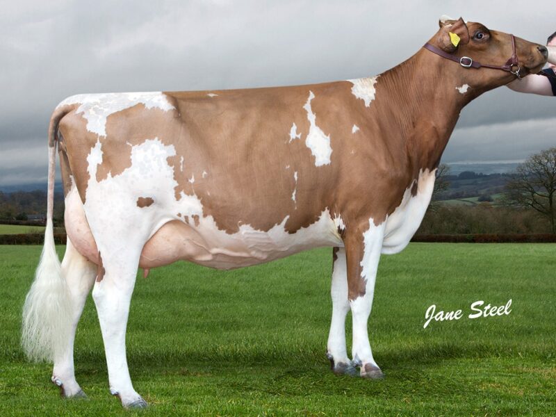 Butterbesley Obliques May - Daughter Of Hilltown Oblique
