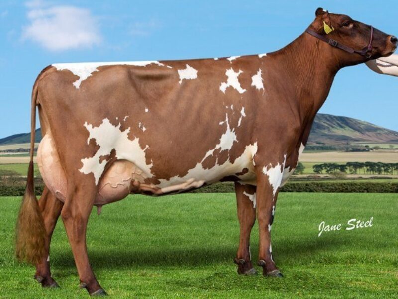 Reserve Cuthill Towers Modern Clover