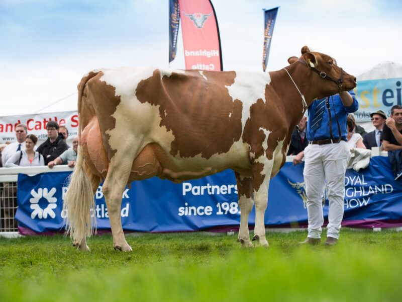 British Red and White Champion and Interbreed Dairy Champion - Cuthill Towers Classic Ellie EX 91 - A & S Lawrie
