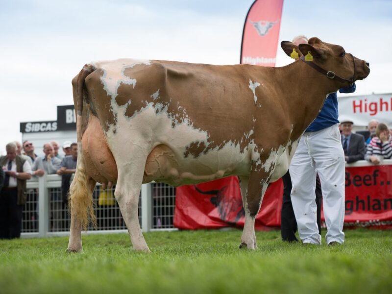 Ayrshire Champion - Sanderson George Evergreen 310 EX 92 - D & C Sanderson
