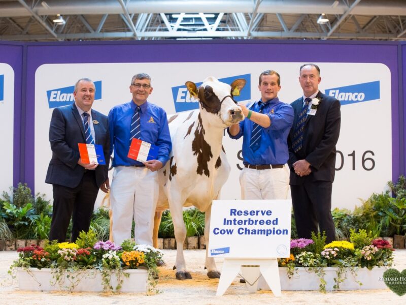 Arthur & James Lawrie with Society president Gilmour Lawrie and Interbreed judge Ashley Fleming