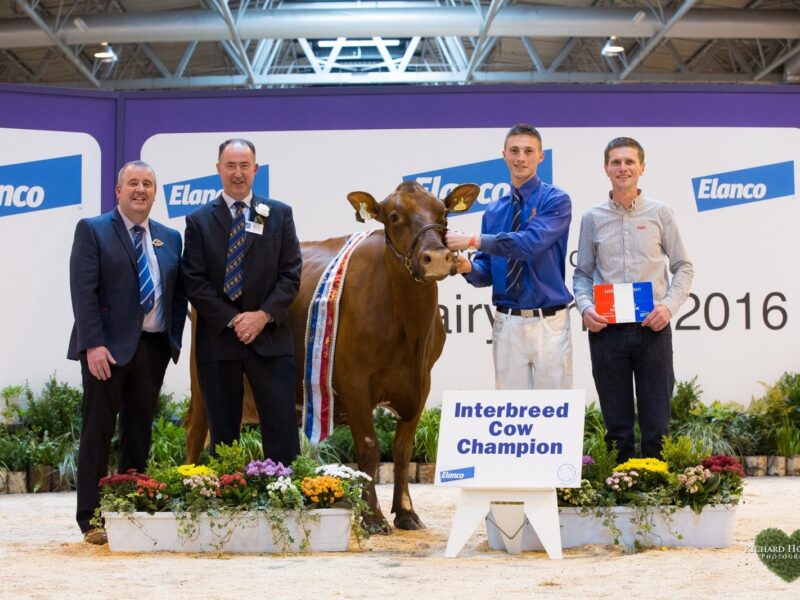 Shaun Rennie leading Horseclose Joanna along with owner Daniel McGarva, Society President - Gilmour Lawrie and Interbreed judge Ashley Fleming