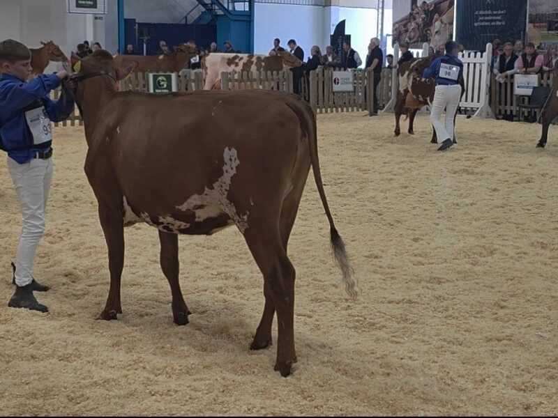 Butterbesley Calcutta Prospect