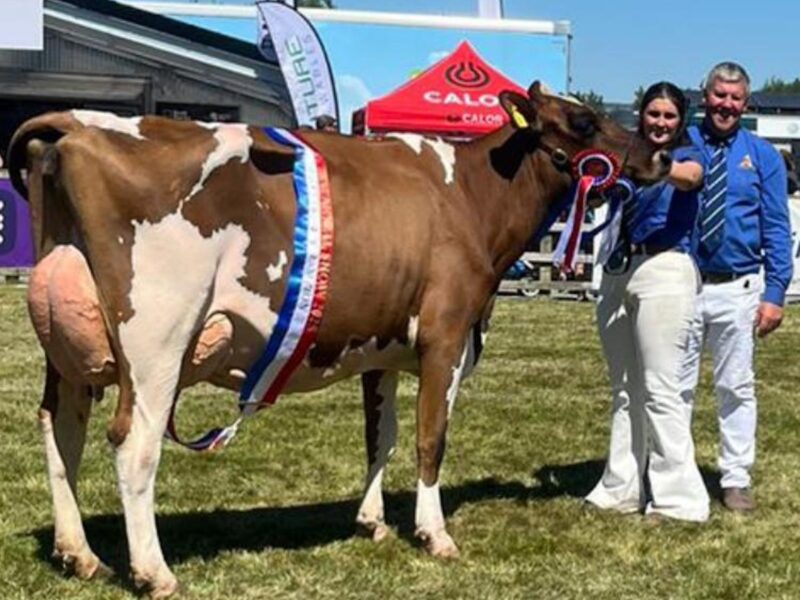 Balmoral Show Champion 2025 - Carnell Barby Doll 13 sired by Brieryside Hail