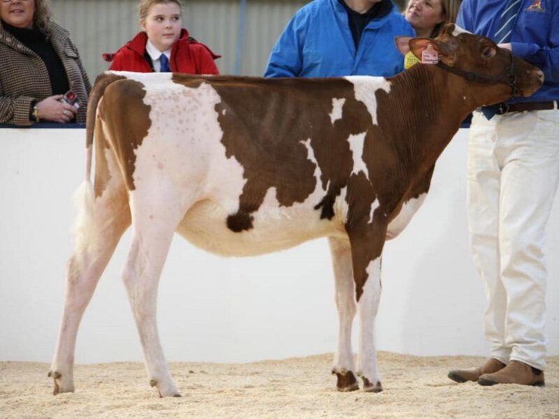 Carnell Hail Snowdrop 2 - Sired by Brieryside Hail