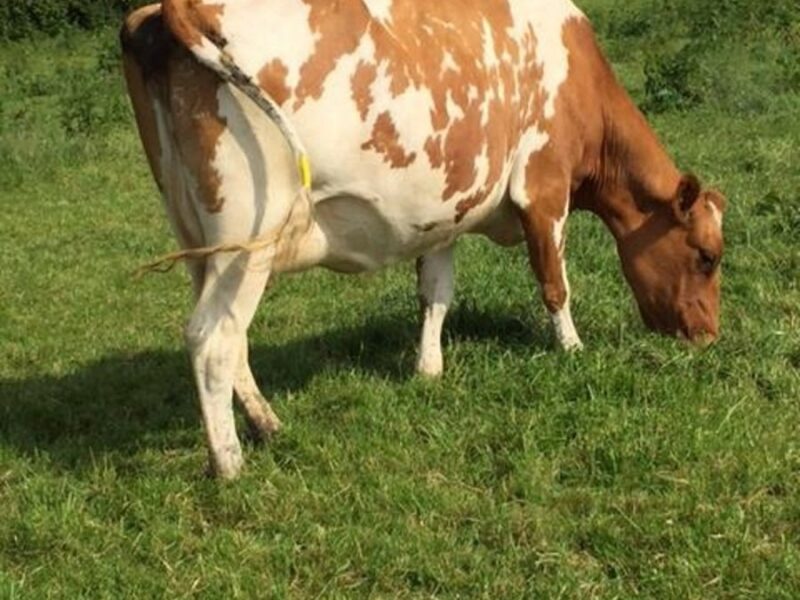 A fantastic daughter in the Willhome Herd