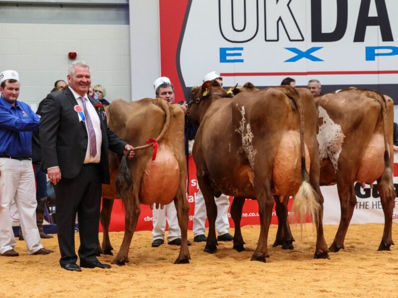 UK Dairy Expo Champion Changue Martha 49 Reserve Halmyre Urr Louise 283 Hon Men Brocklehill Burdette Honey