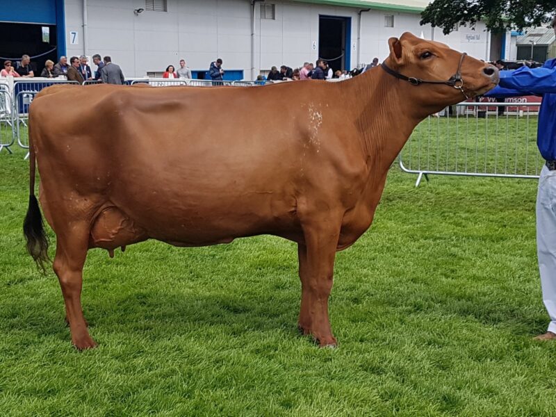 Breed Champion