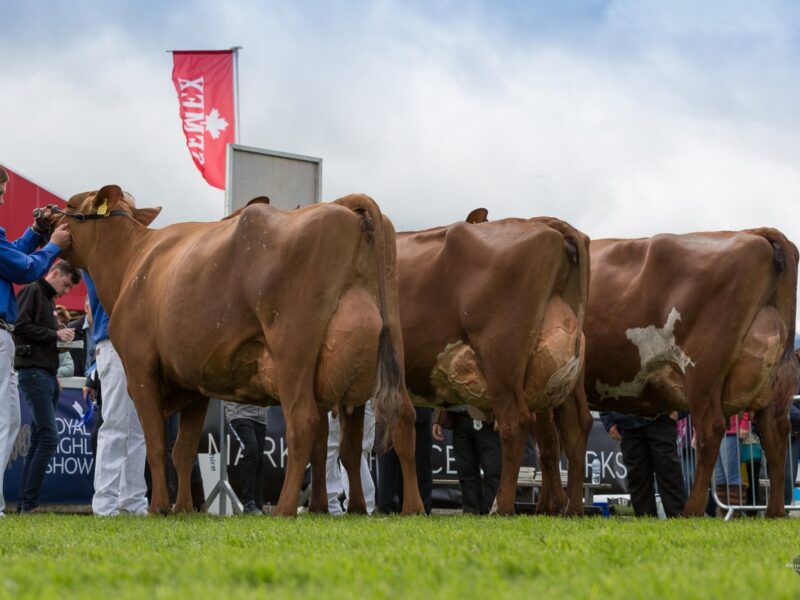 Left to Right Breed Champion - Reserve Champion and Honourable Mention