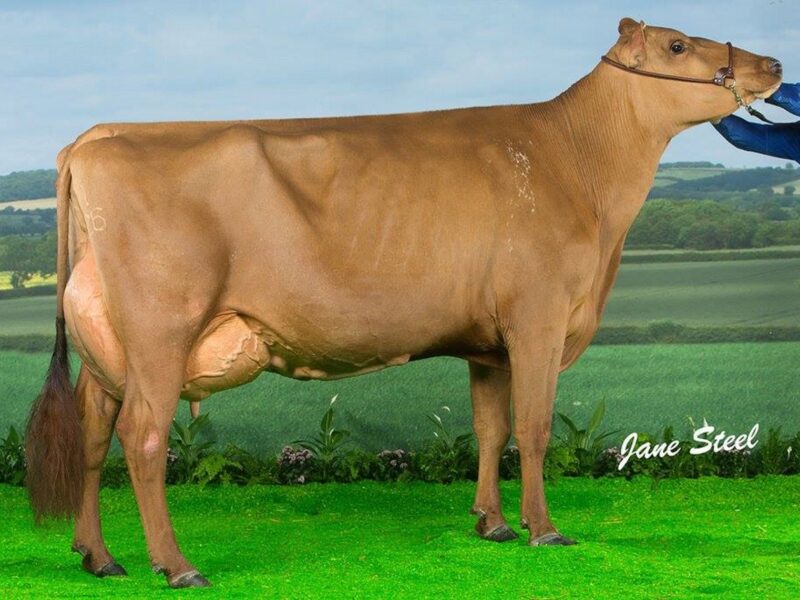Changue Martha - sired by Changue Stadium