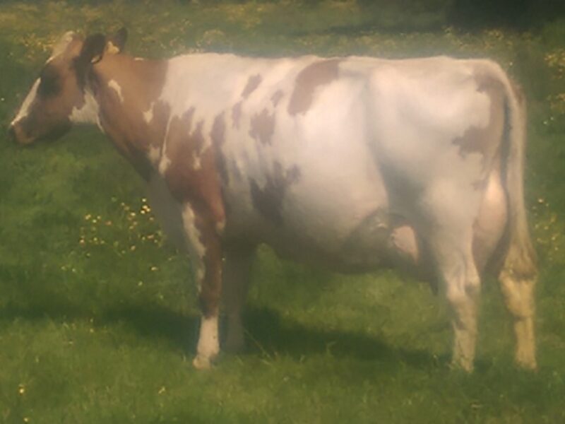 Stamford Charm 59 EX 95 (3)