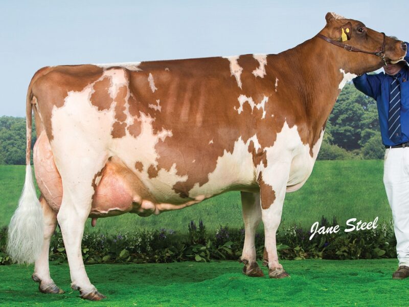 Sandyford Clover 10 EX 97 6E