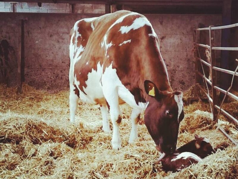 Clover 10 with her heifer calf sired by Ardmore Crown Napier