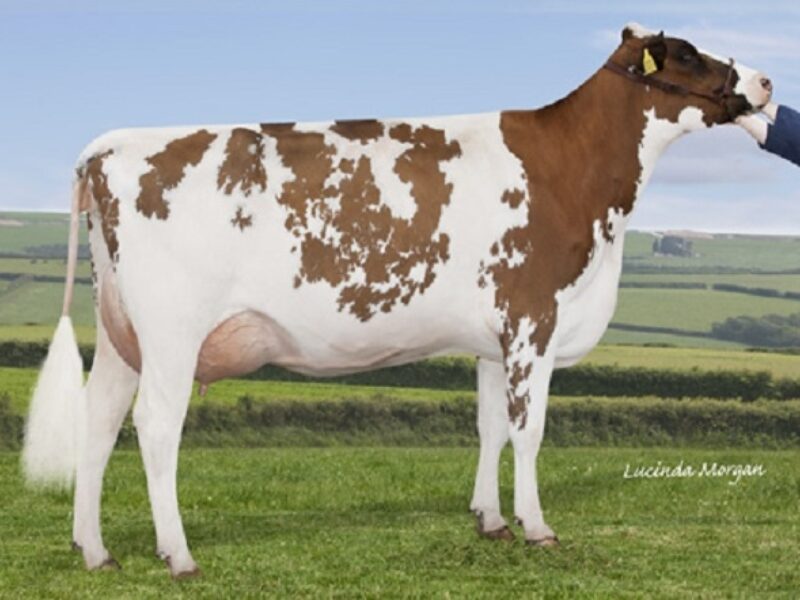 Coombe Perfek Peach