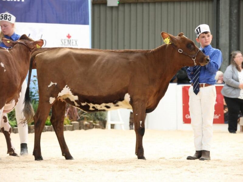 Creech Hill Nickle Lassie - Sired by Swaites Nickle