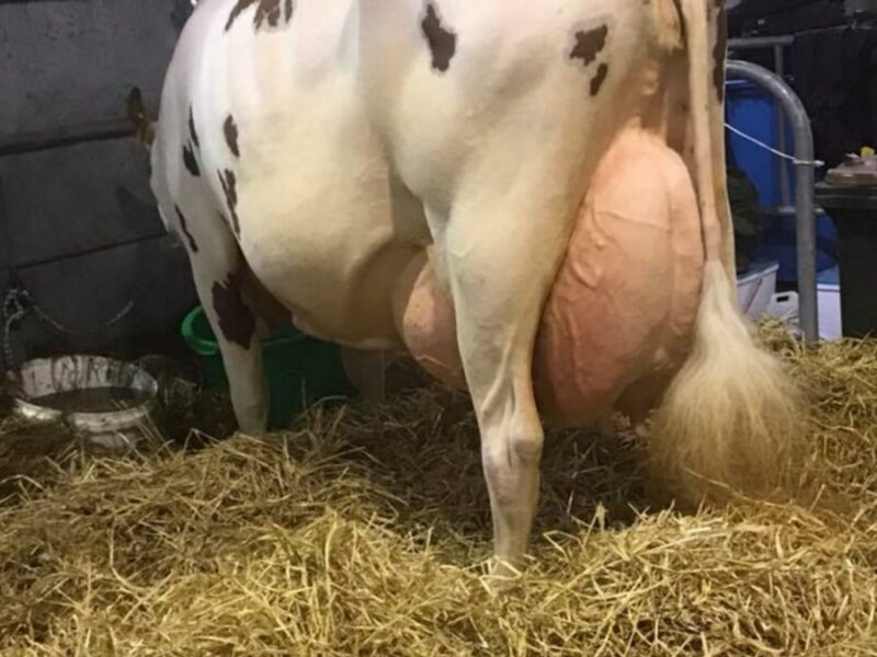 Daughter of Ardmore Crown Napier