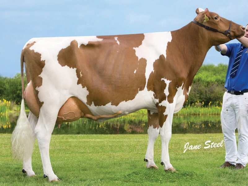 Cuthill Towers Classic Ellie EX 91