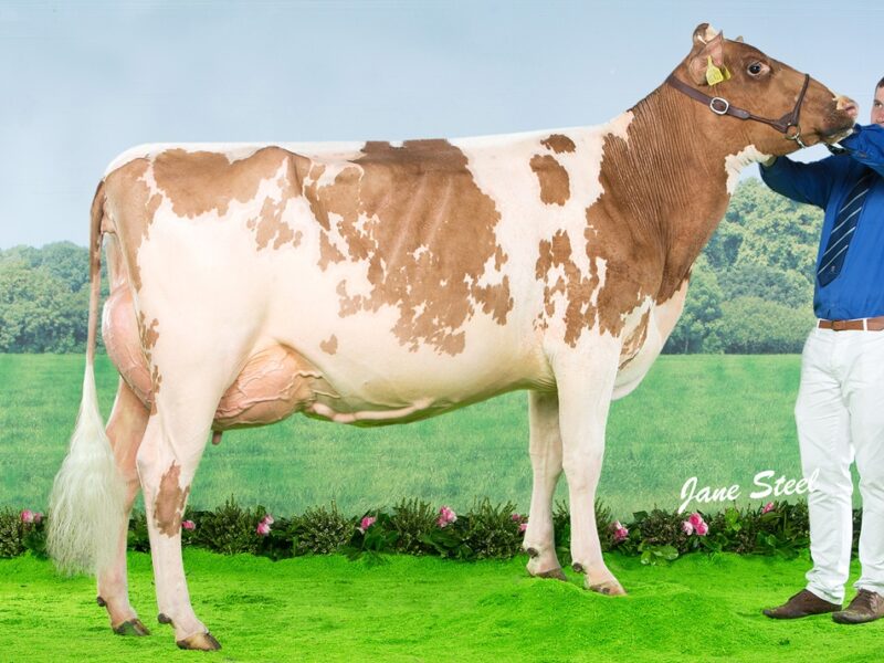 Cuthill Towers Fidelity Miranda VG 88