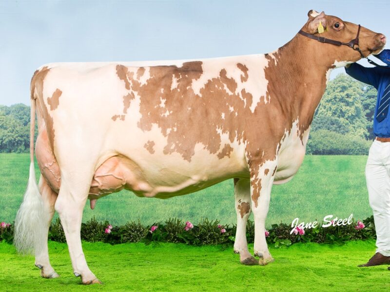Cuthill Towers Miss Blondie 2 EX 94 (2)