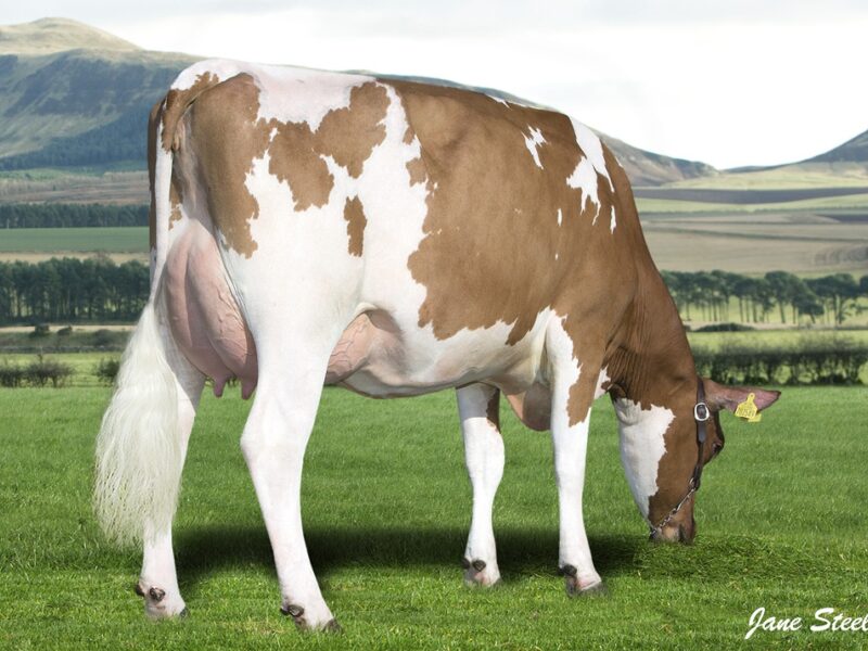 Daughter Of Madison - Cuthill Towers Miss Madison