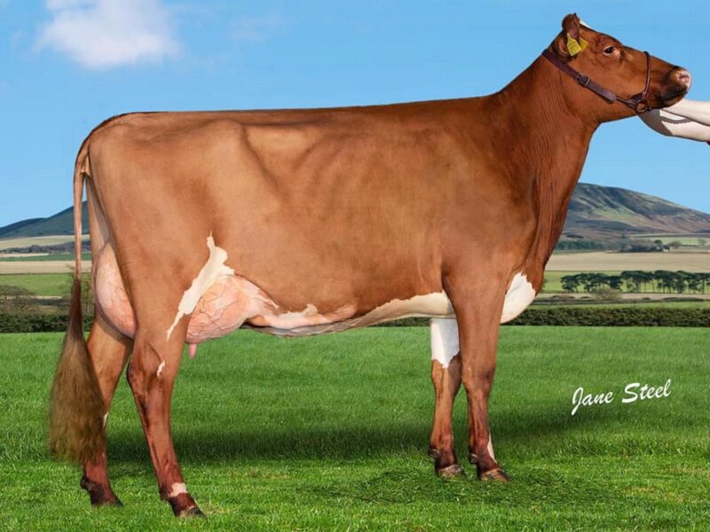 Sired by Cuthill Towers Buster