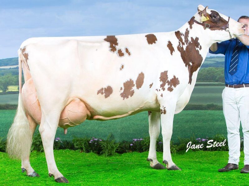 Daughter - Cuthill Towers Crown Ray