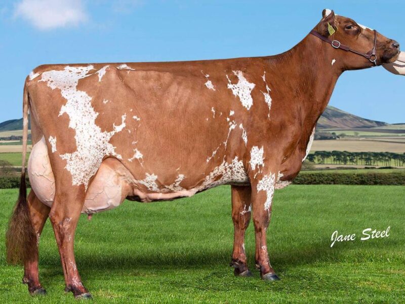 Cuthill Towers Magenta ET EX93 (3E)