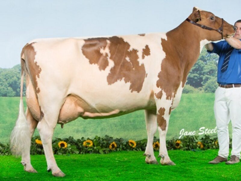 Cuthill Towers Radar Ray 13 EX 93