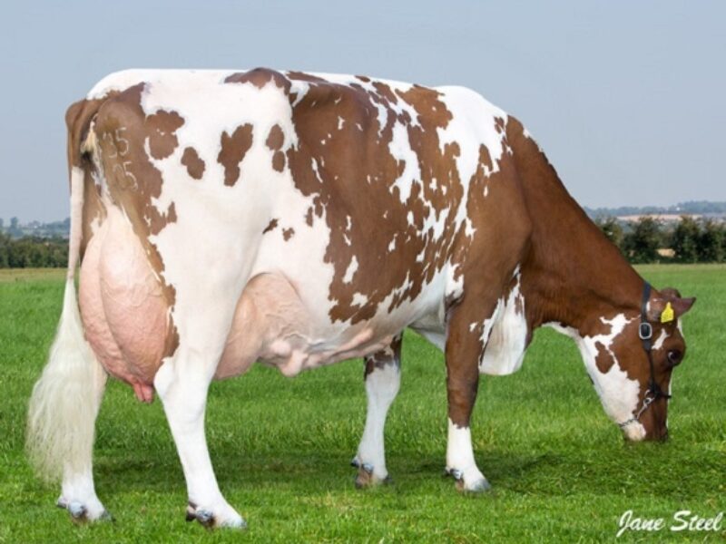 Dam of Glenwood Dreamer Irene - Craigtown Irene 135 EX 91