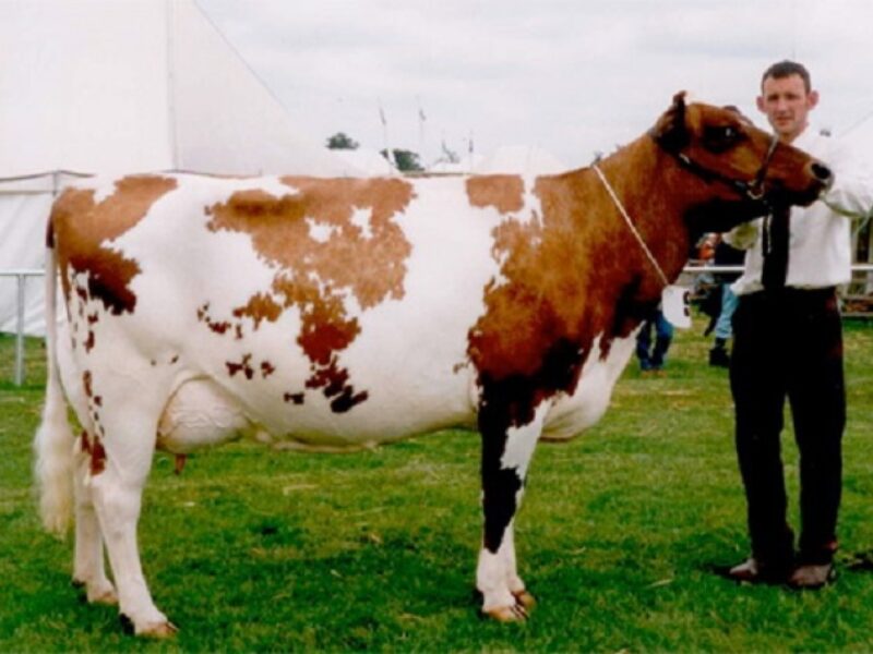 Dau. - Haresfoot Betty 27 EX 92