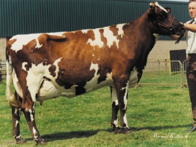 Dau. of Heligo - Stamford Freda 10 EX 94