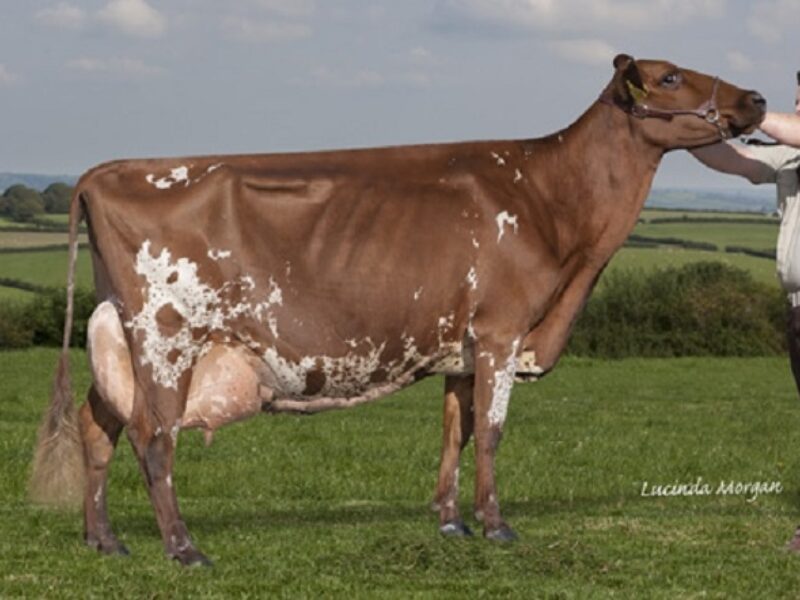 Dau. - Willhome Gold Caroline EX 94