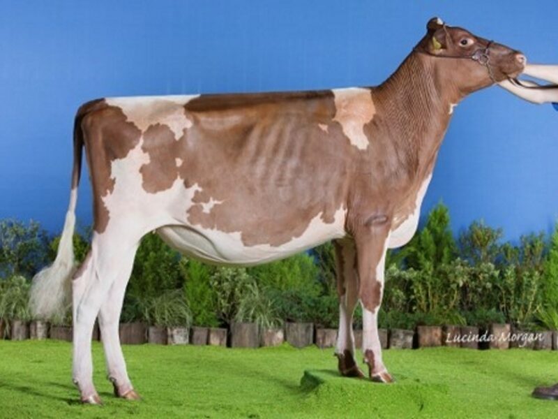 2nd Runner Up - Denmans Prime Belle