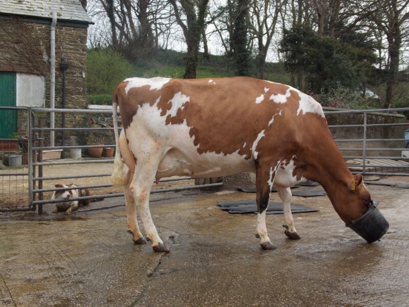 1st prize Red & White Cow Megarose Red Sapphire